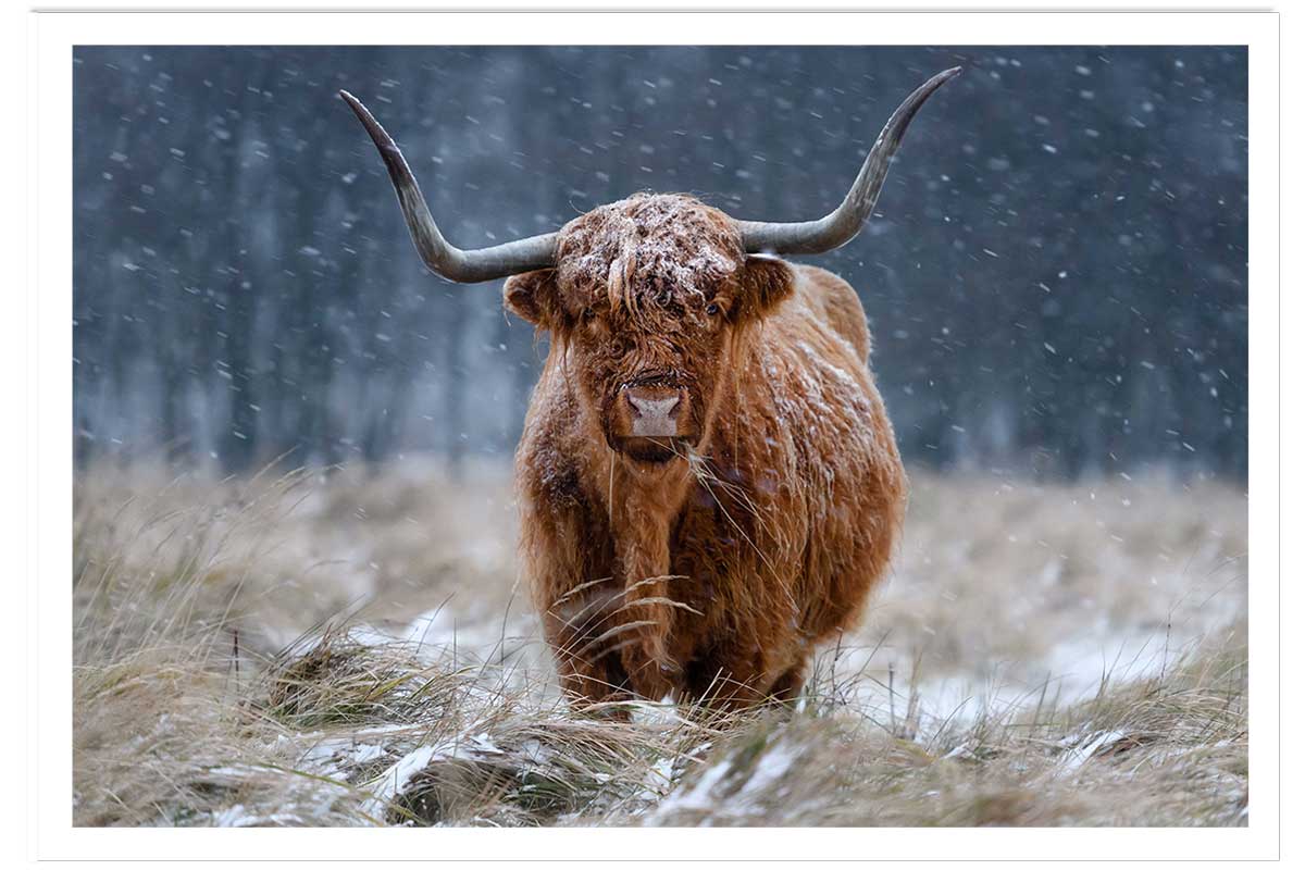 Affiche Vache Highland, HEXOA