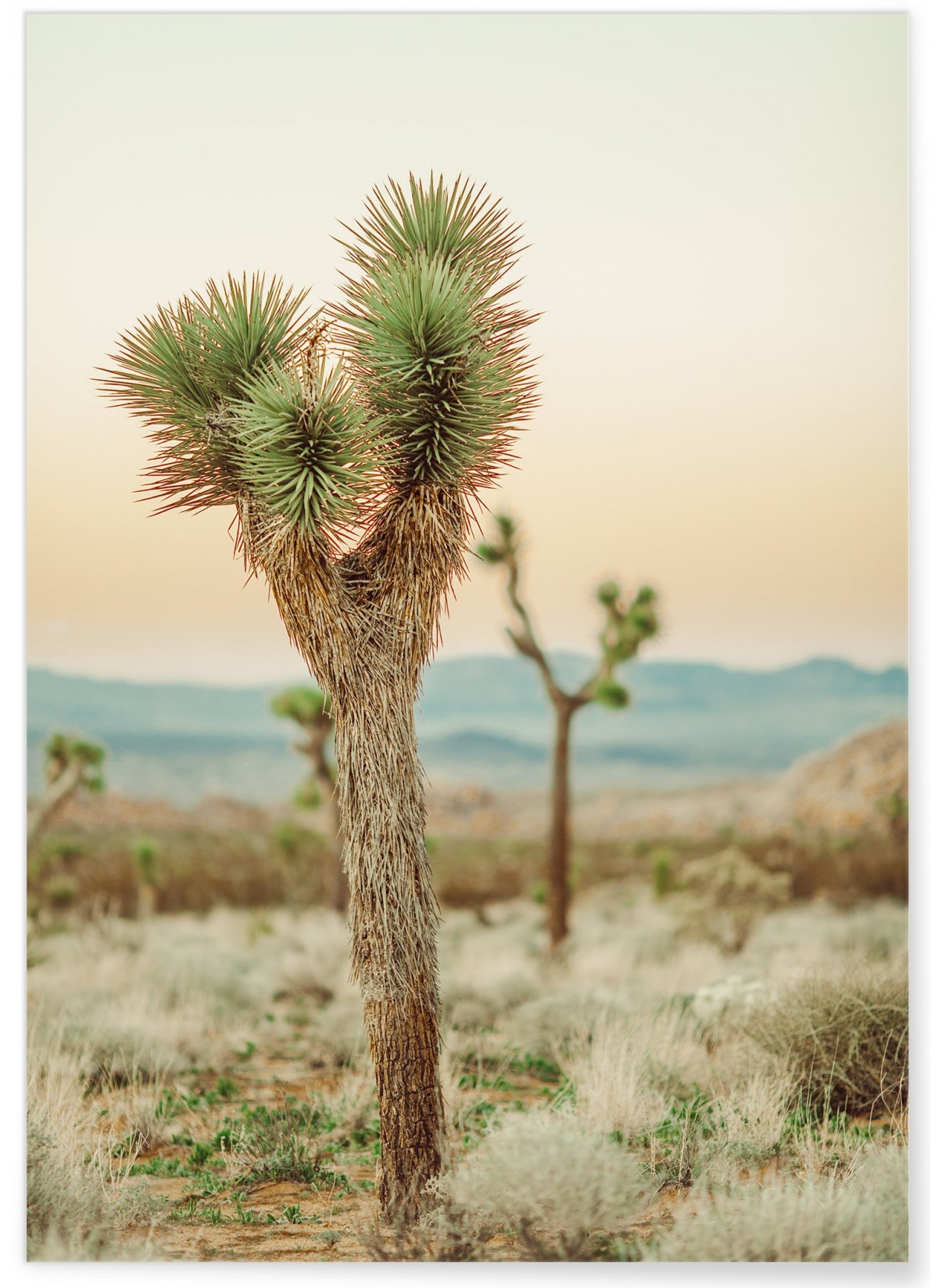 Poster Nature Desert 4, L'AFFICHERIE
