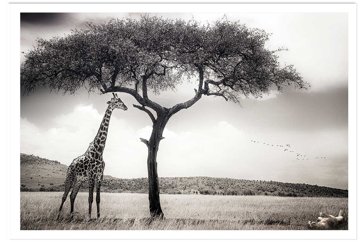 Affiche animaux sous le soleil d' afrique, HEXOA