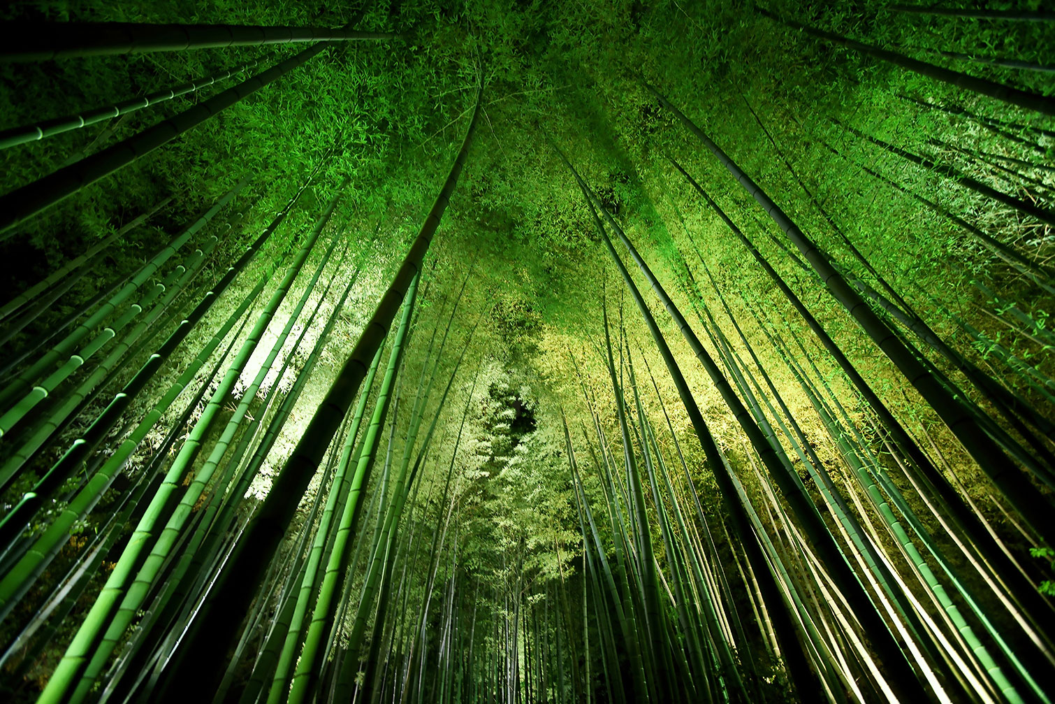 Tableau nature forêt de bambous à kyoto, HEXOA