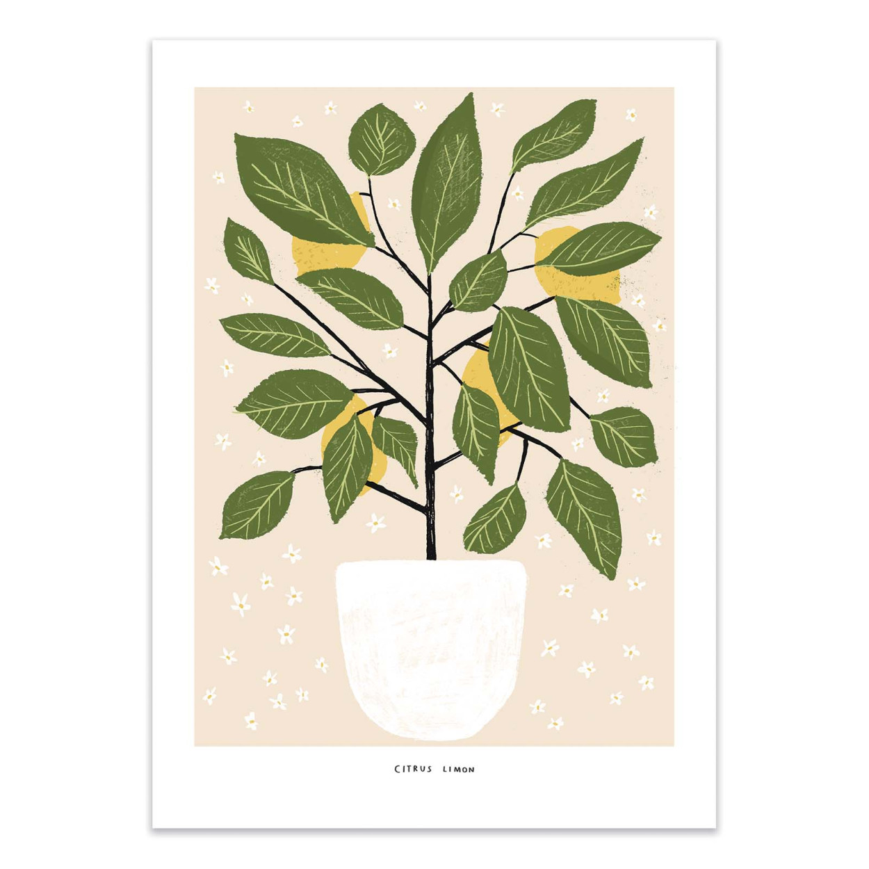 Affiche d'art - Citrus Lemon - Alex Foster, WALL EDITIONS