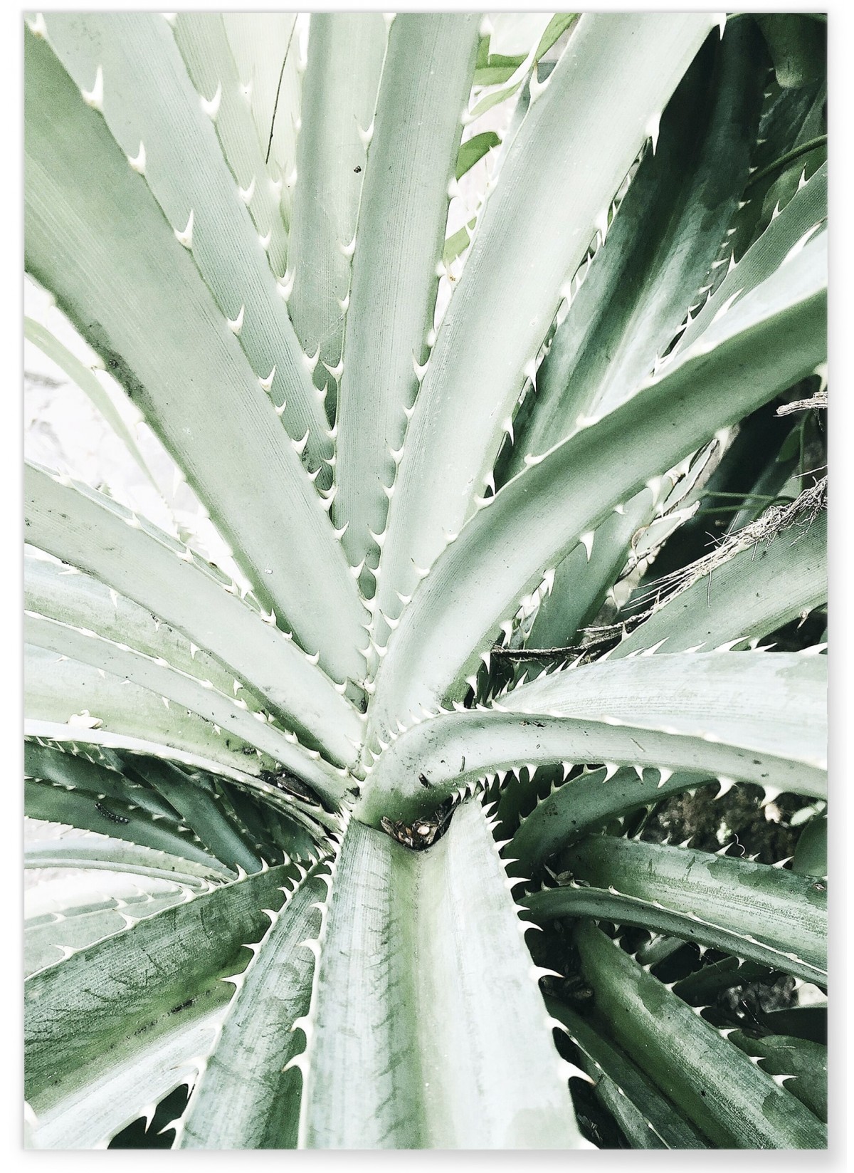 Poster Nature Verte n°4, L'AFFICHERIE
