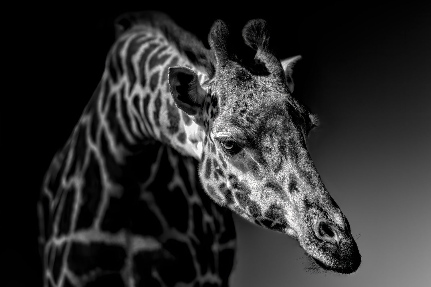 Tableau animaux girafe discrète, HEXOA