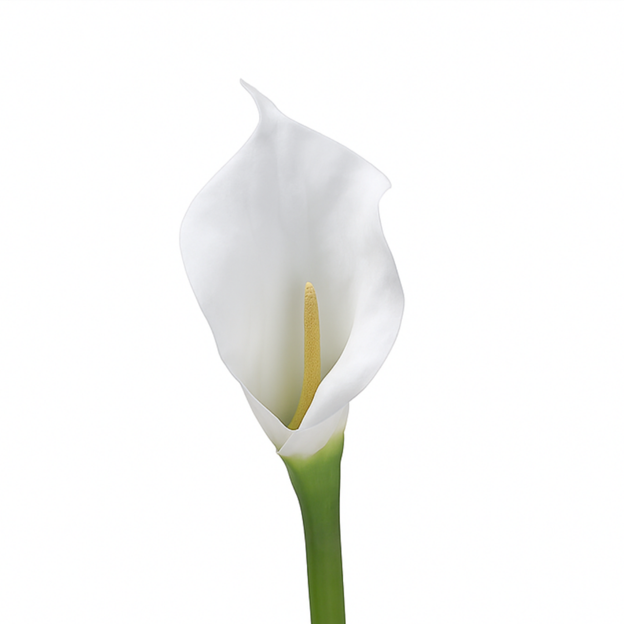 Tige d'arum artificielle H75, SIA