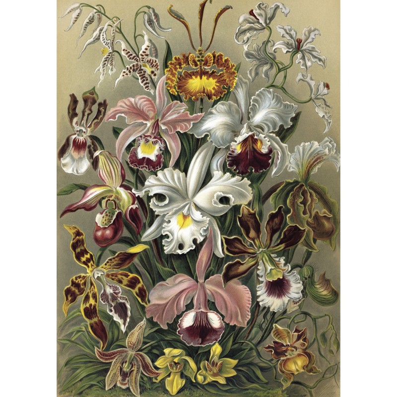 Affiche bouquet d'orchidées Cypripedium, THE DYBDAHL CO