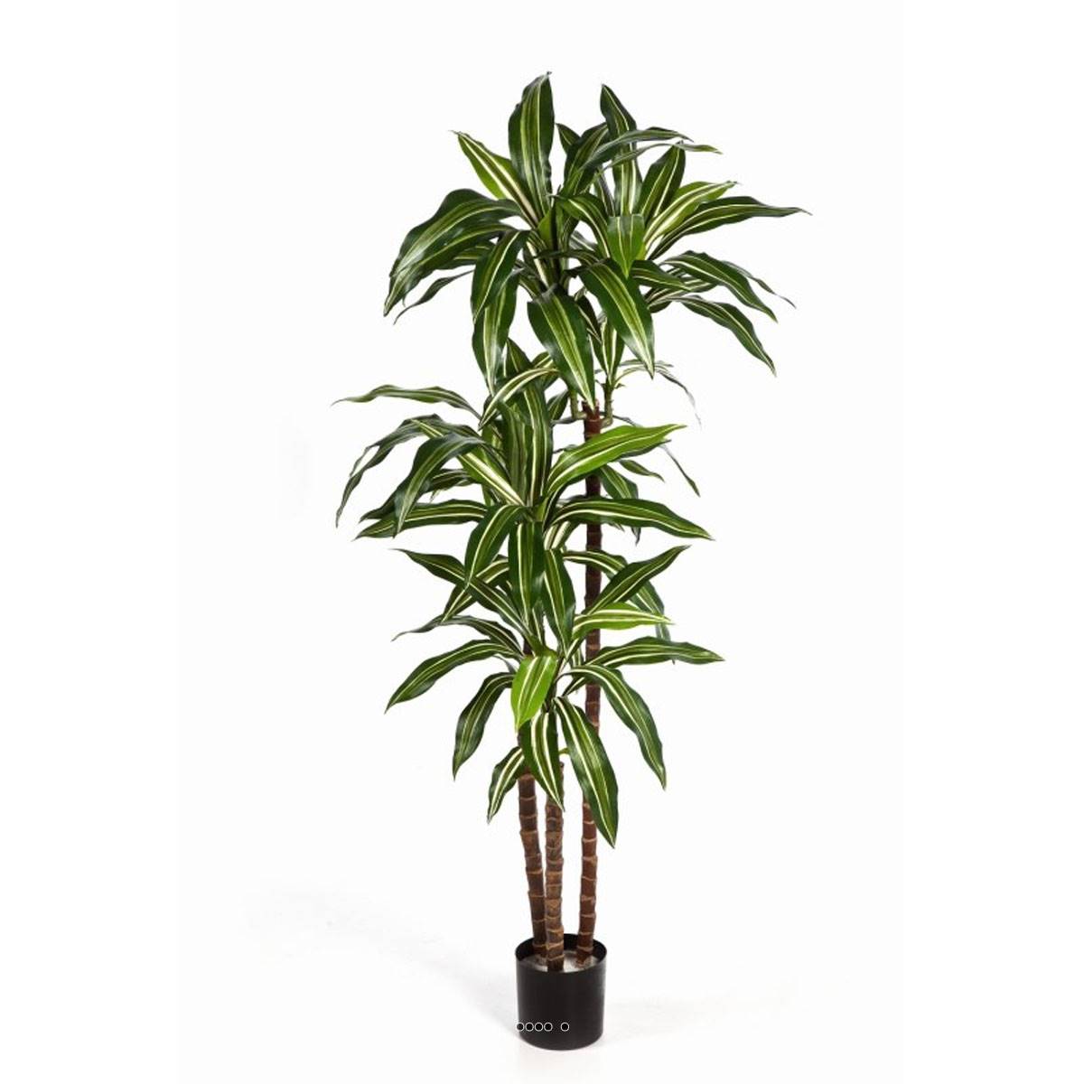 Dracaena artificiel Fragrans 3 troncs en pot, ARTIFICIELLES
