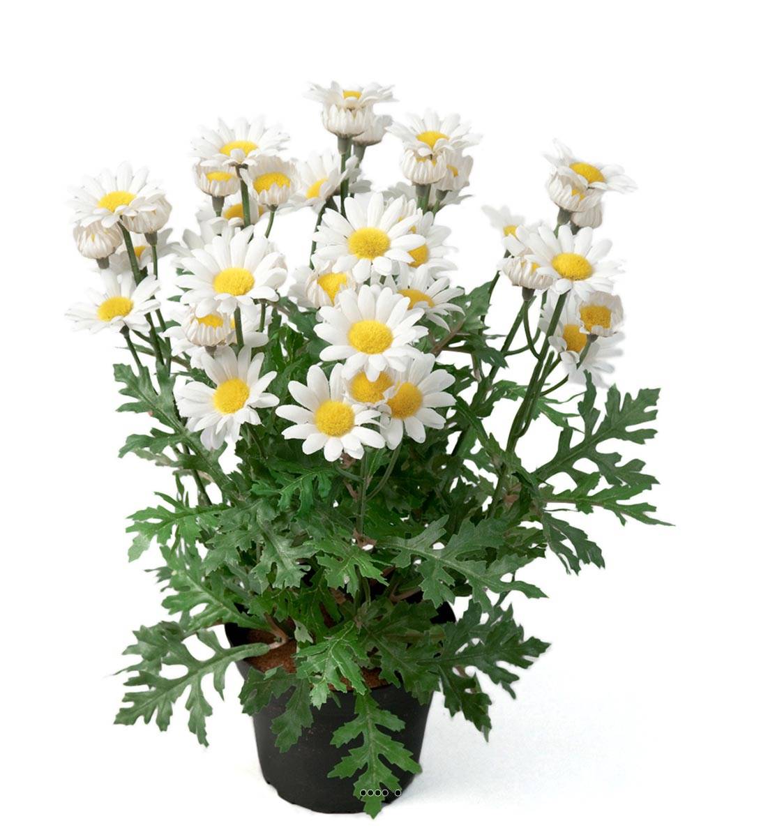Marguerite artificielle en pot H 30 cm, ARTIFICIELLES