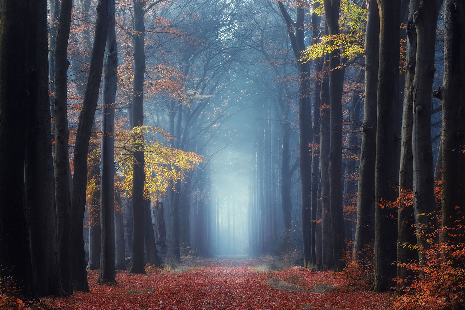 Tableau Lumière d'automne, HEXOA