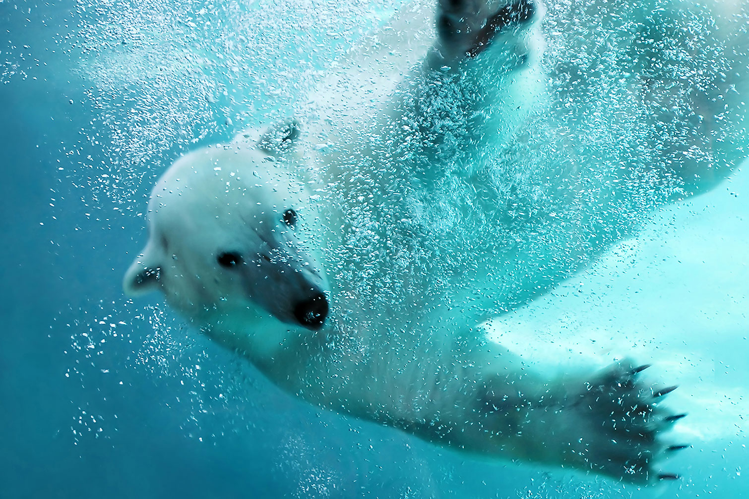 Tableau ours blanc en plein plongeon, HEXOA