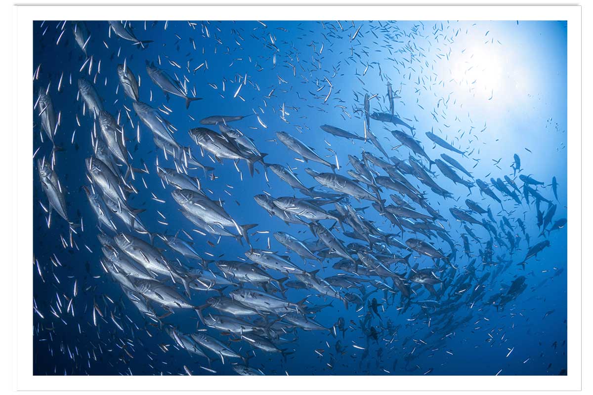 Affiche poisson Carangue, HEXOA