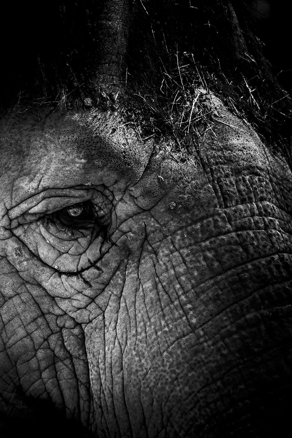 Tableau eléphant close up, HEXOA