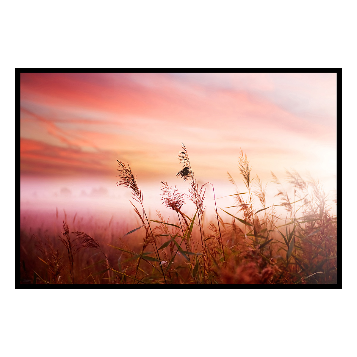 Affiche encadrée roseaux au coucher du soleil, HEXOA