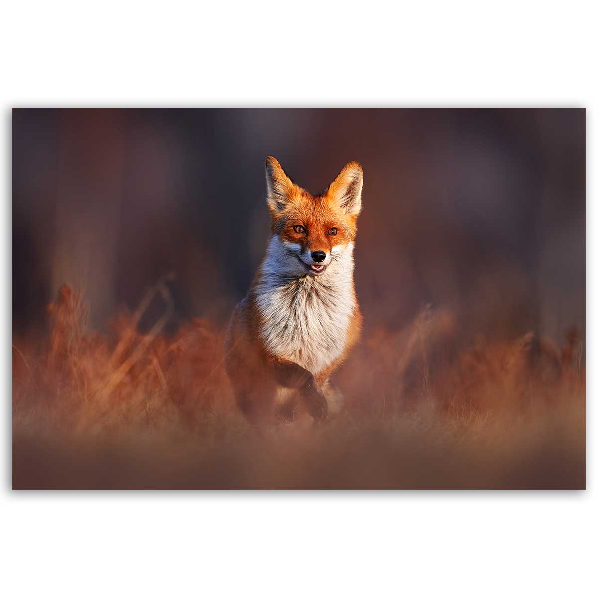 Tableau renard élégant dans les herbes d’automne, HEXOA