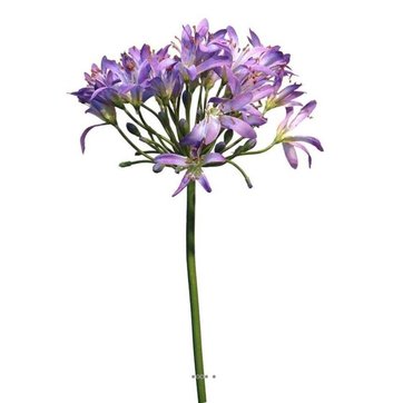 Choisissez Votre Couleur Lavande Artificielles Agapanthe h 80 cm Superbe Tete de d = 20 cm Lavande