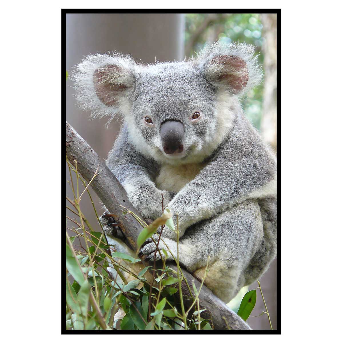 Affiche encadrée animal koala au regard attendrissant, HEXOA