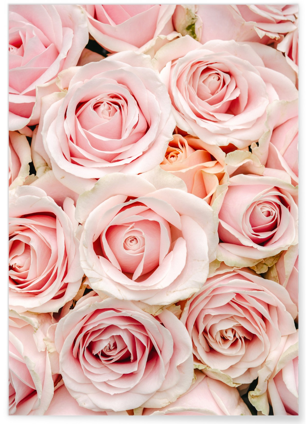 Poster Nature Roses, L'AFFICHERIE