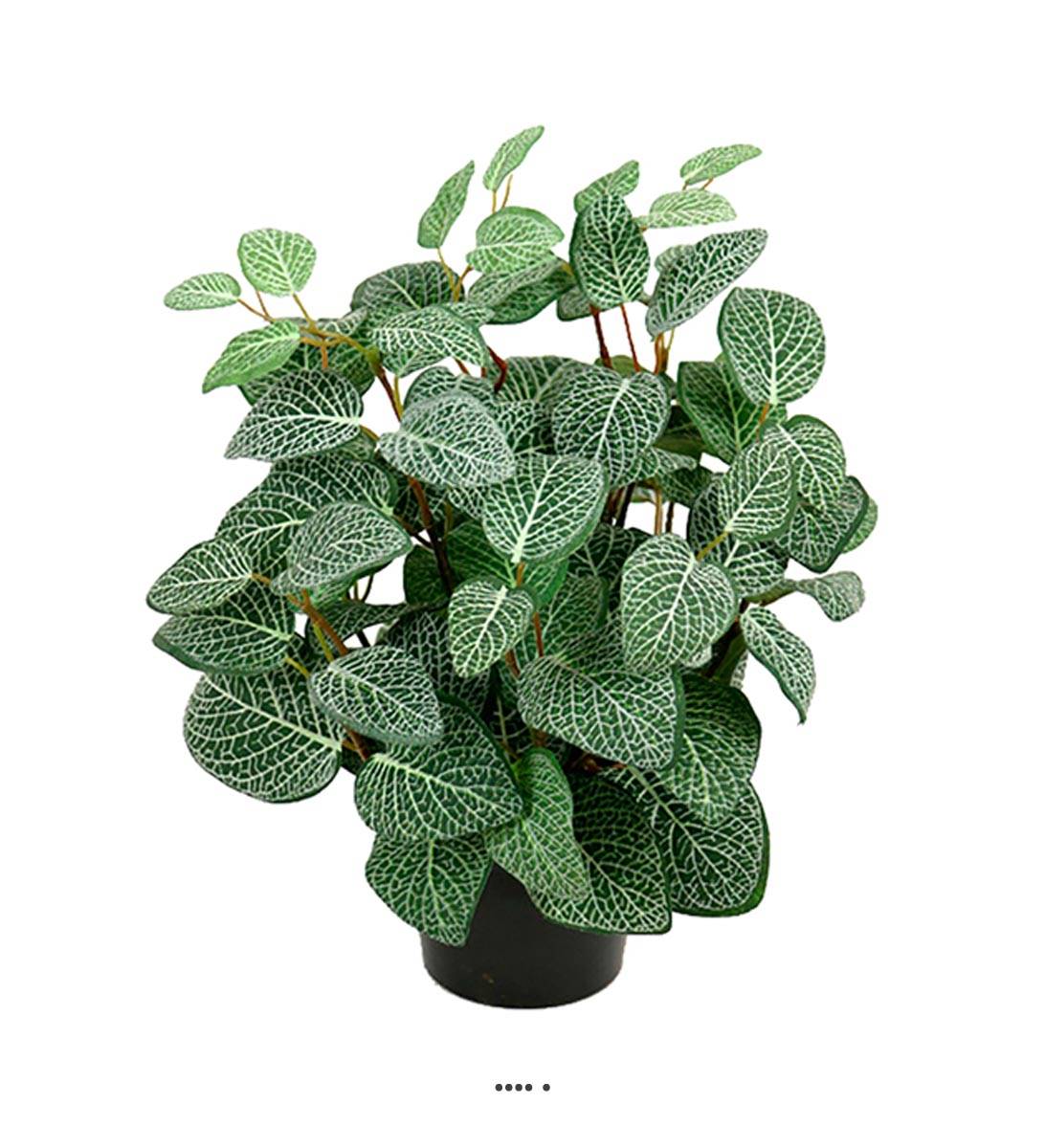 Fitonnia artificiel en pot H 34 cm, D 26 cm, ARTIFICIELLES