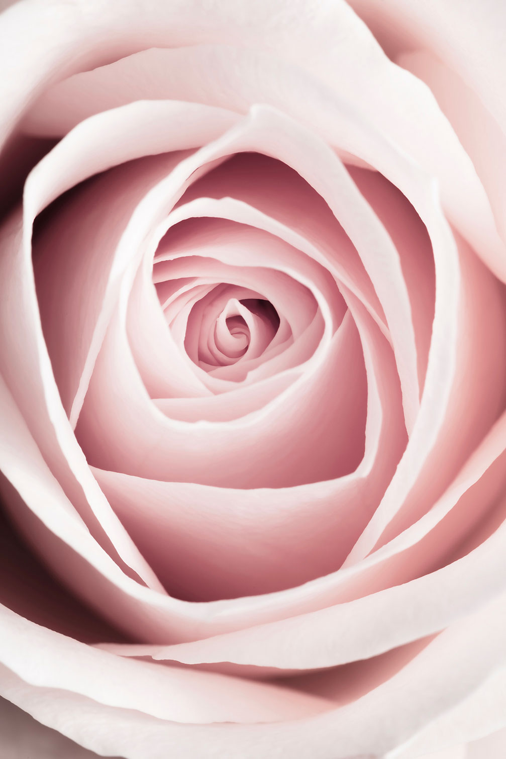 Tableau coeur de roses, HEXOA