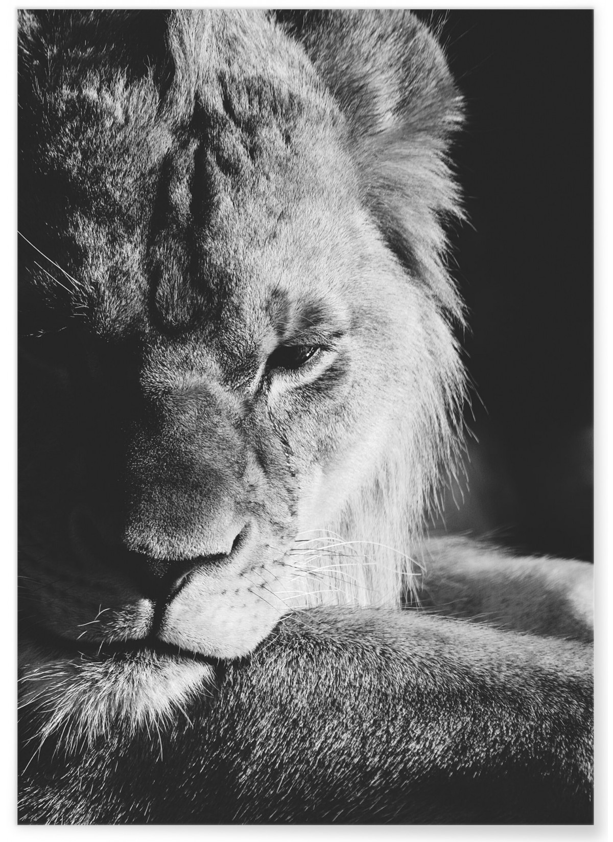 Poster Lion noir et blanc 3, L'AFFICHERIE
