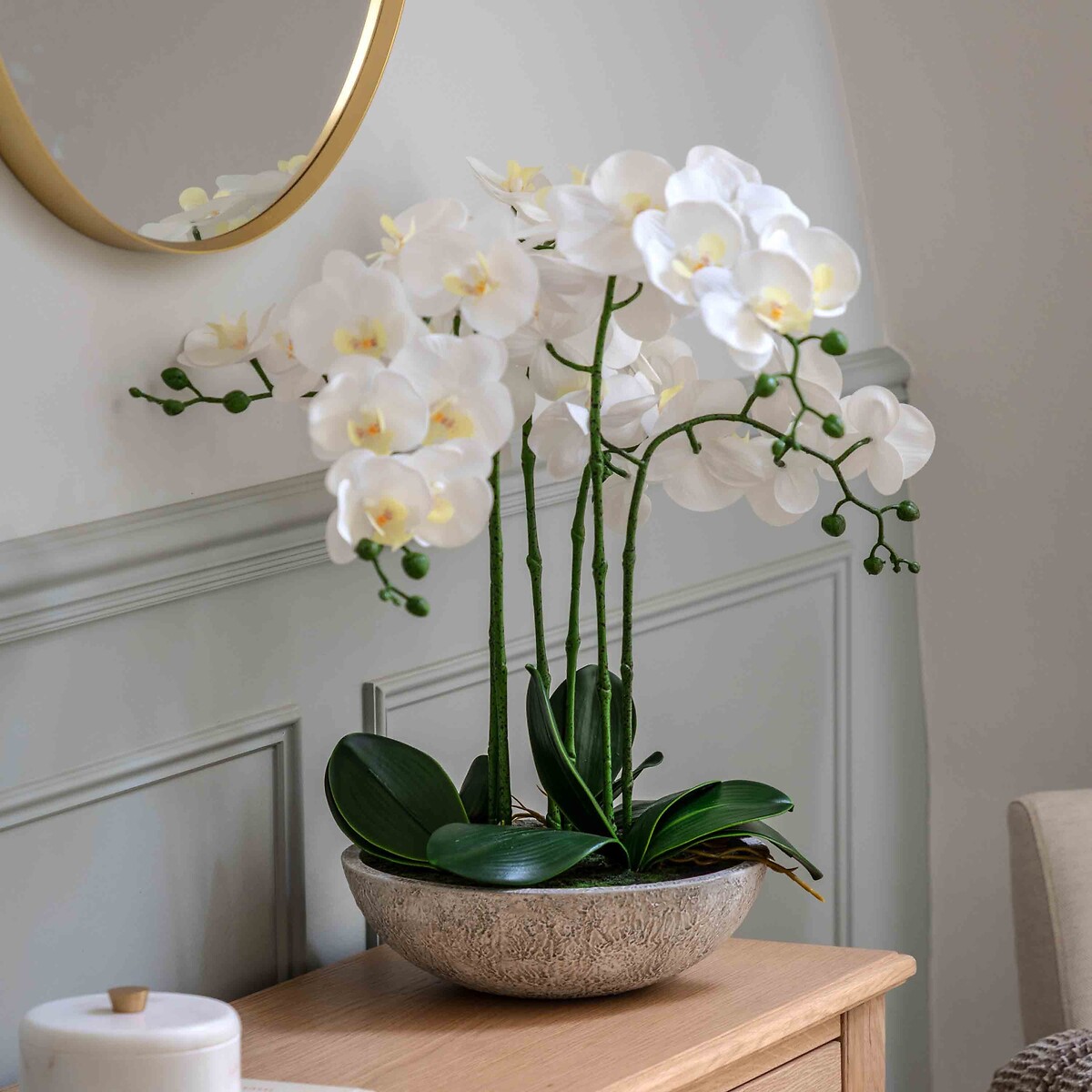 65cm Oversized Orchid Plant in Cement Pot, ÉDITÉ