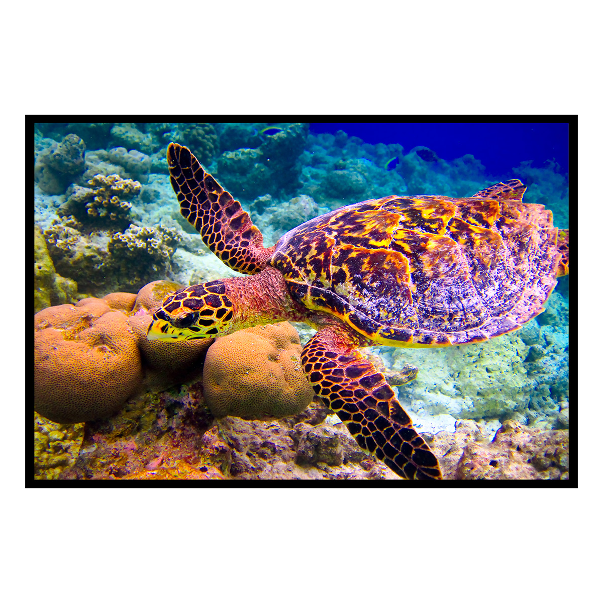 Affiche encadrée tortue marine sous l’eau, HEXOA