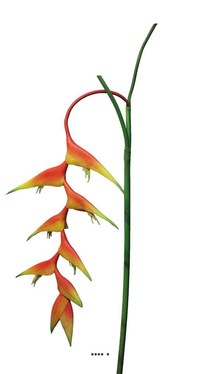 Branche d’Heliconia des Caraibes artifi, ARTIFICIELLES