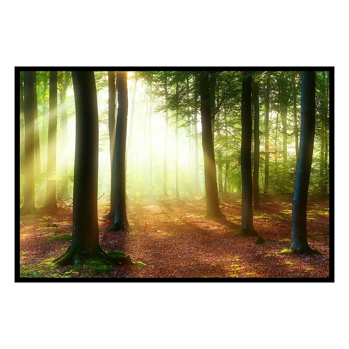 Affiche encadrée forêt lumineuse et rayons de soleil, HEXOA