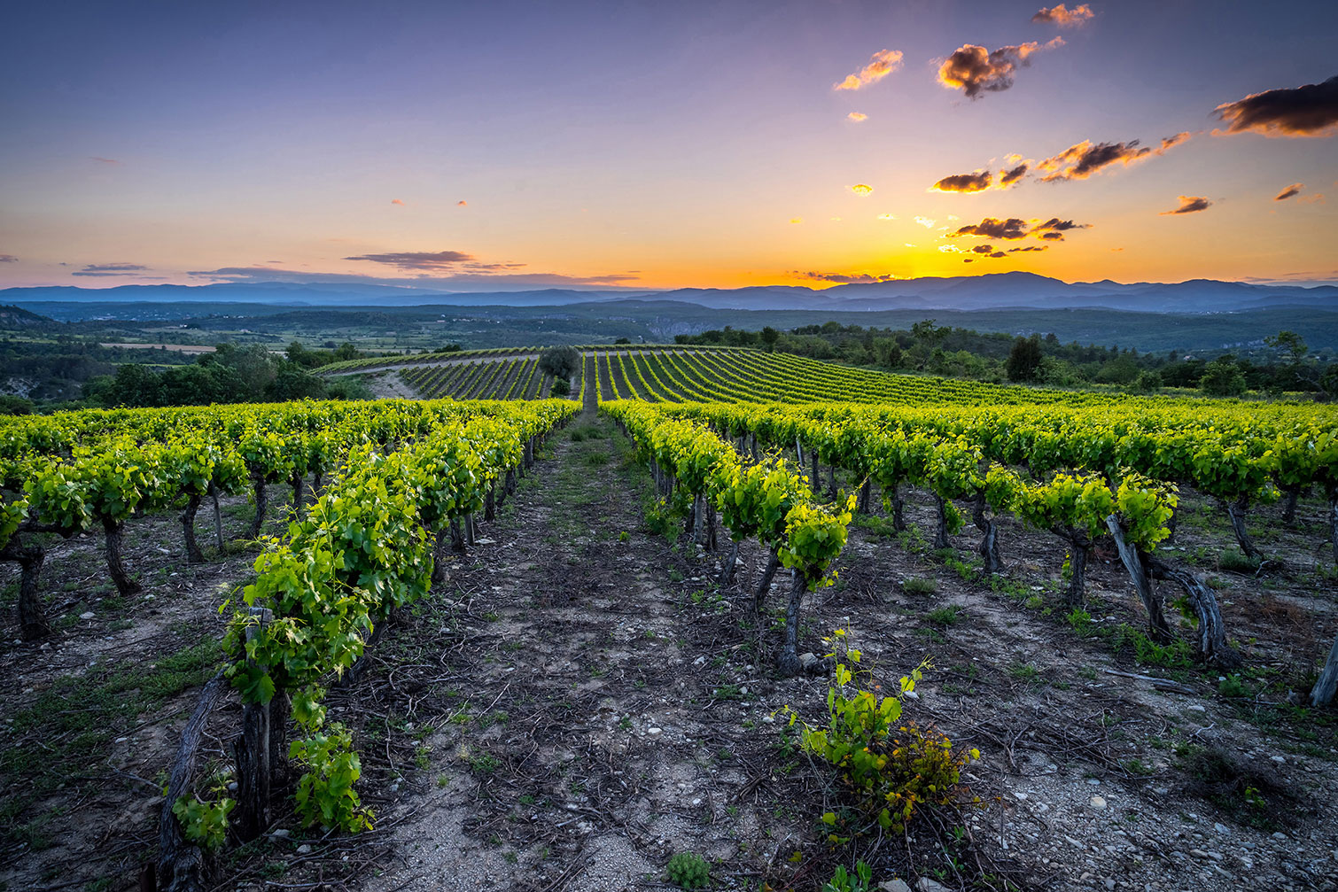 Tableau Tableau photo vineyard, HEXOA