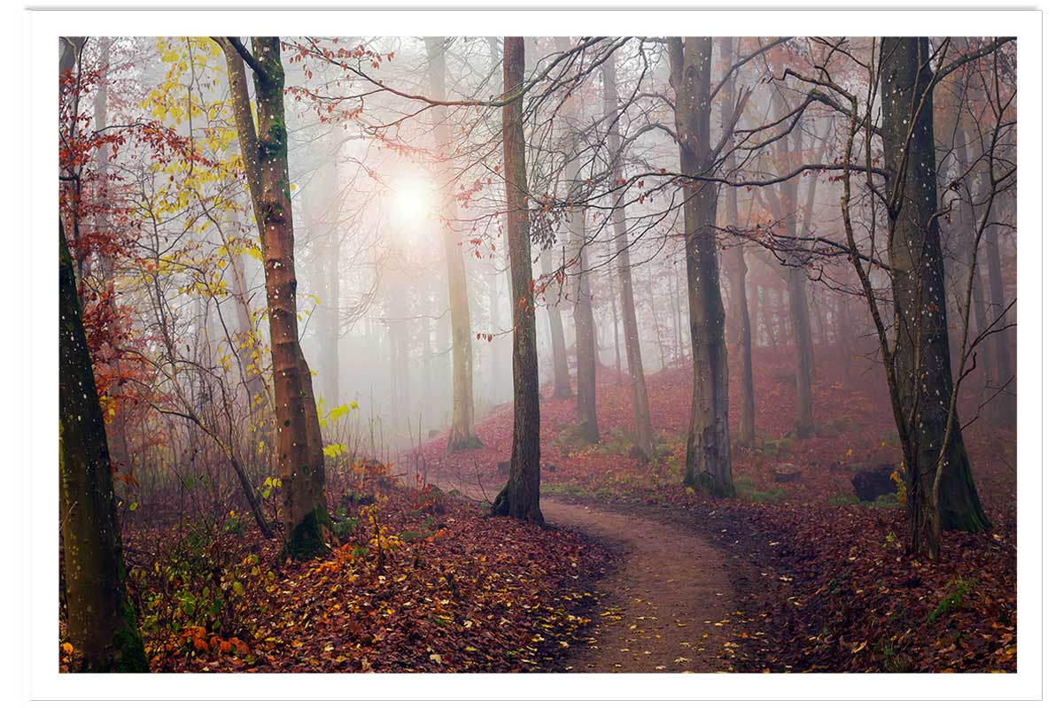 Affiche l'arbre et l'automne jaune, HEXOA