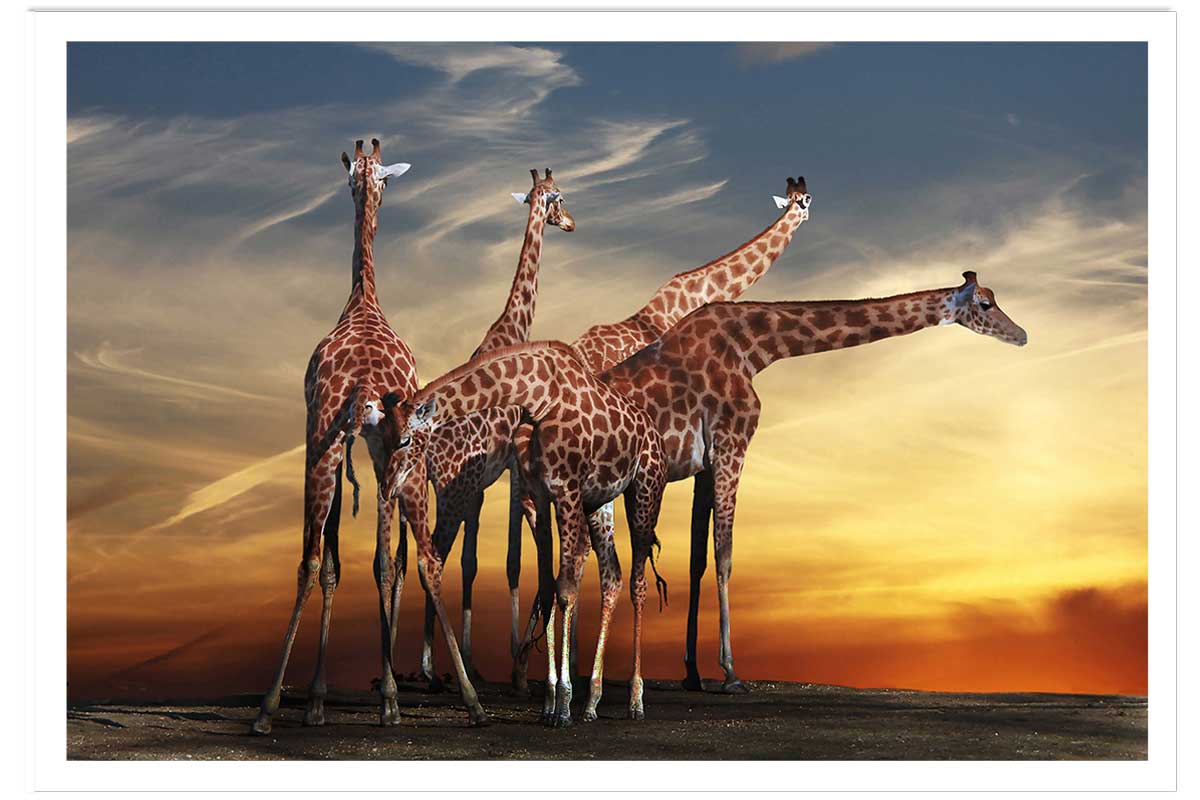 Affiche animaux girafes meeting, HEXOA