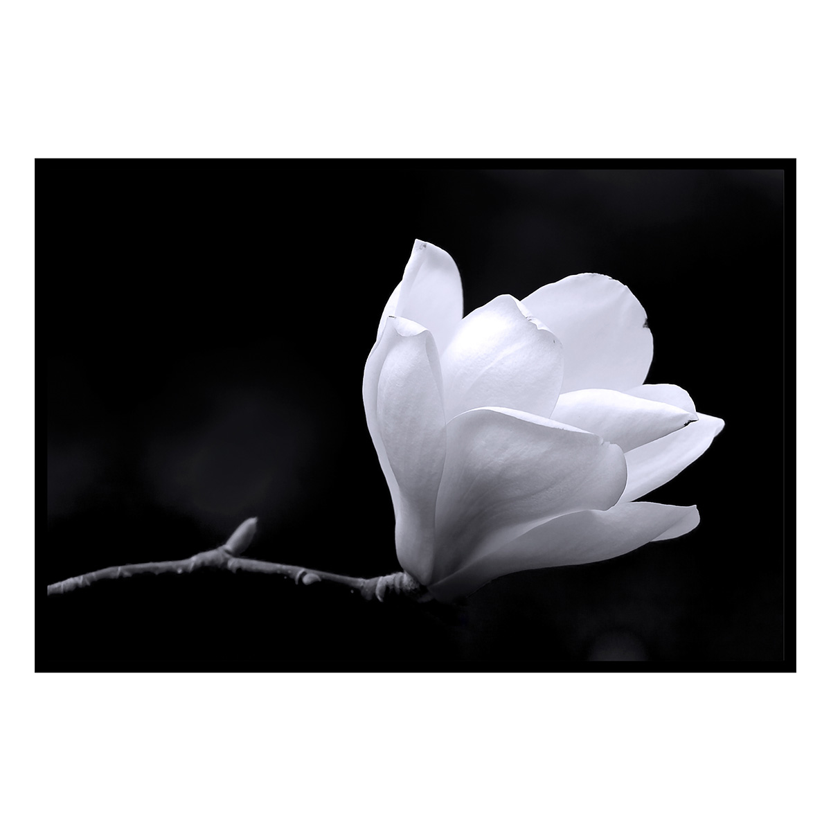 Affiche encadrée fleur blanche minimaliste, HEXOA