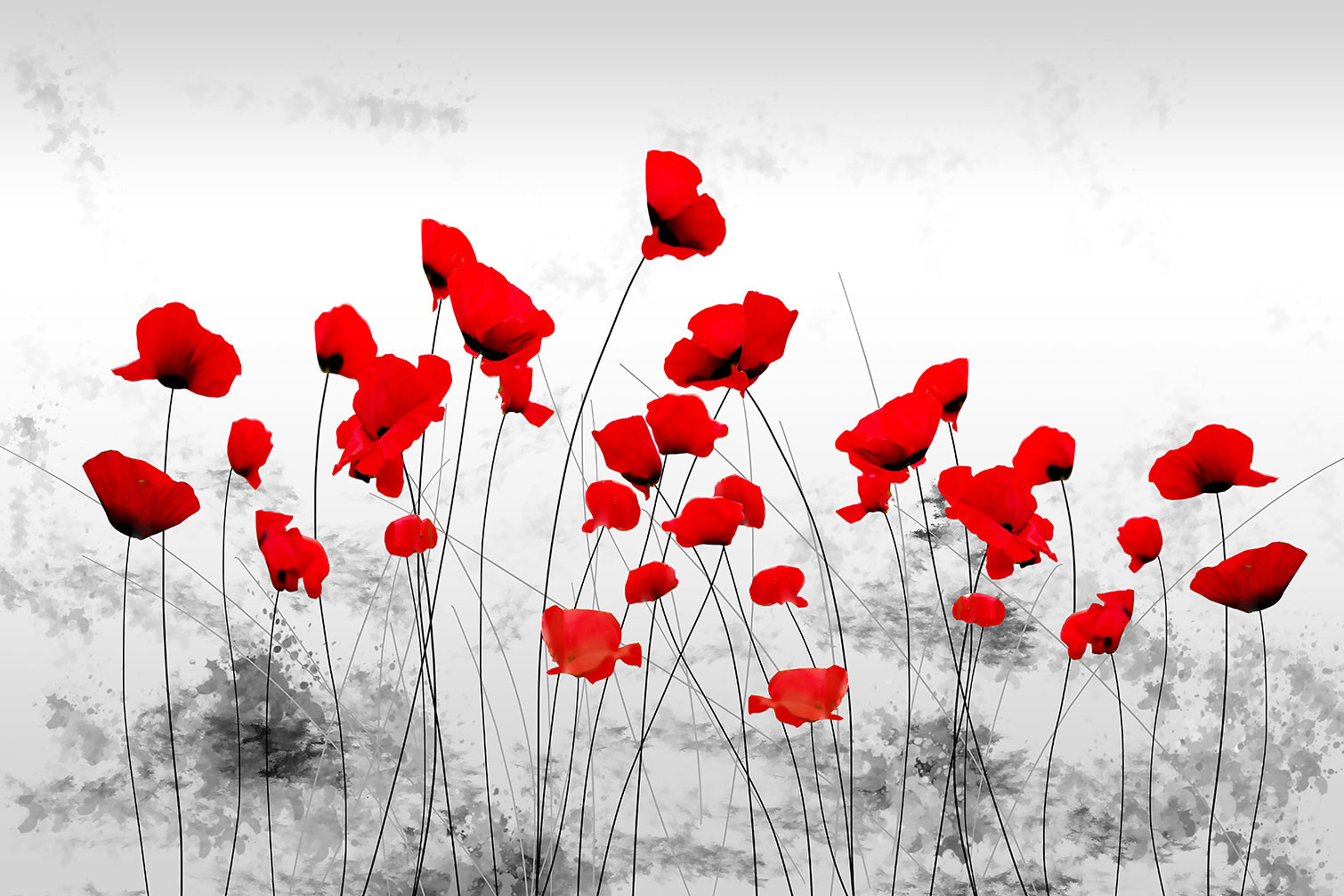 Tableau design coquelicots gris, HEXOA