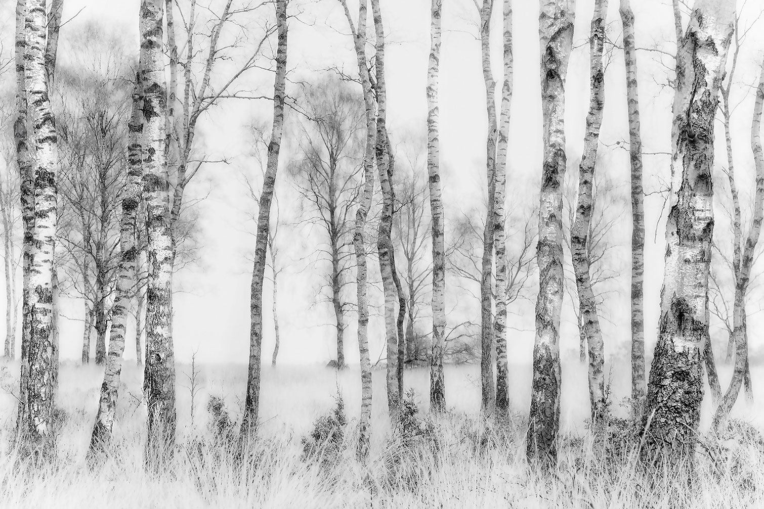 Tableau bouleaux en monochrome, HEXOA