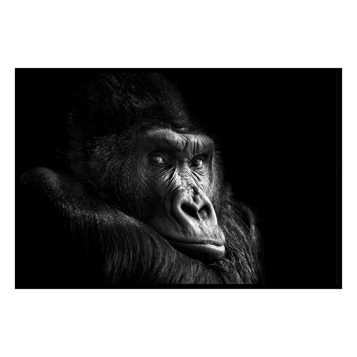 Affiche encadrée portrait de gorille en noir et blanc, HEXOA