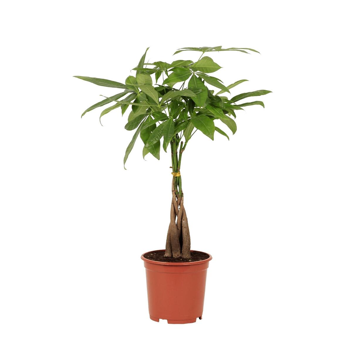 Planta Pachira aquatica, BIOMA, BIOMA PLANTS