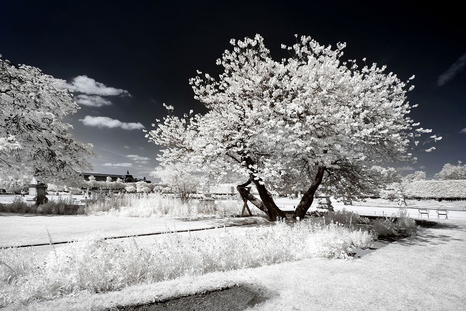 Tableau paris jardin blanc comme neige, HEXOA