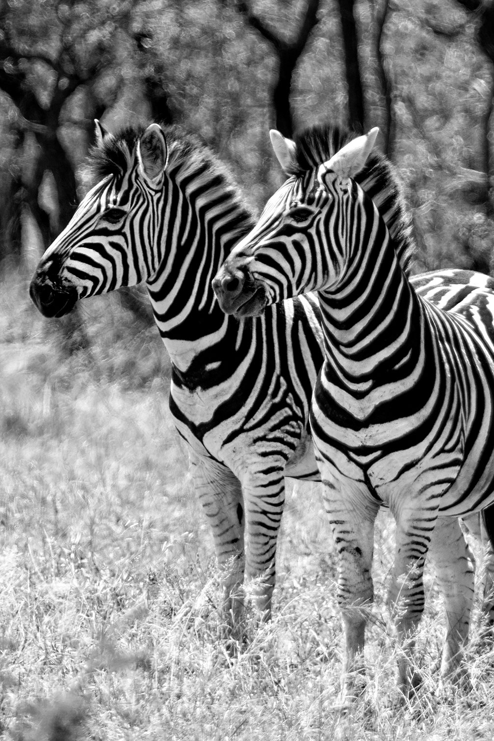 Tableau animaux zebre en duo, HEXOA