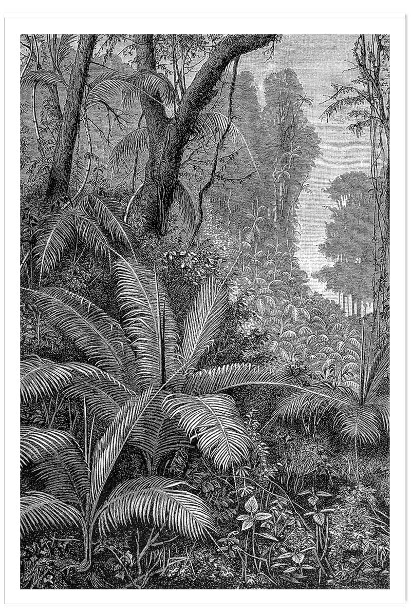 Affiche paysage jungle indienne, HEXOA