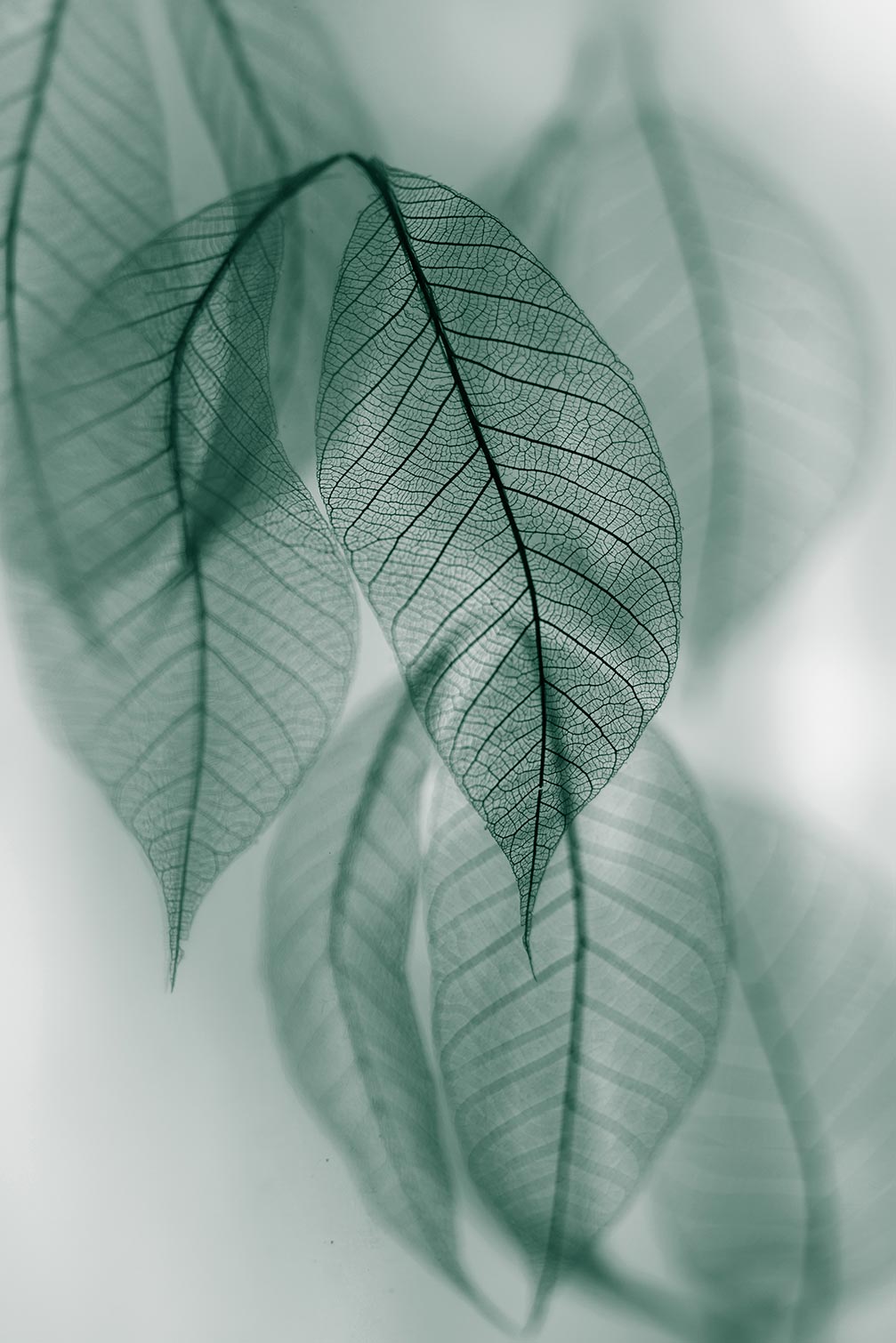 Tableau feuille leaf, HEXOA