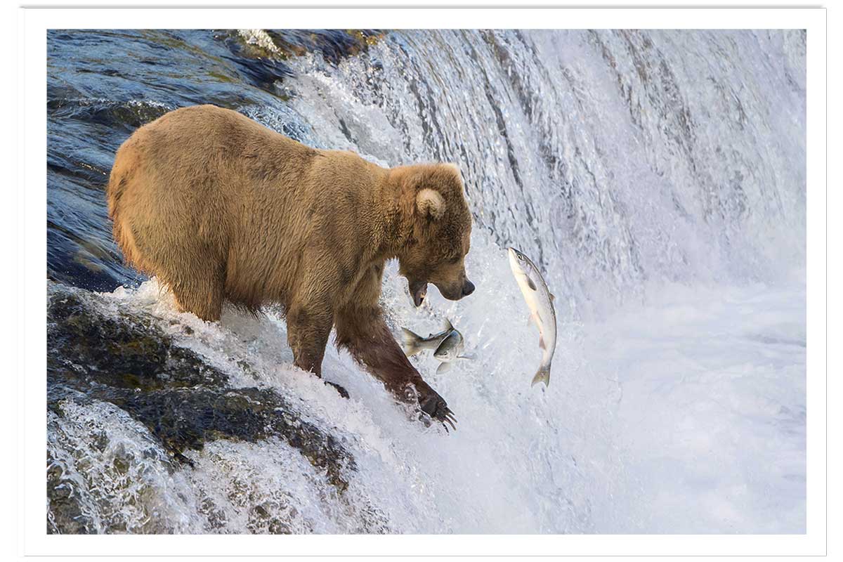 Affiche un ours pêche sur le bord, HEXOA
