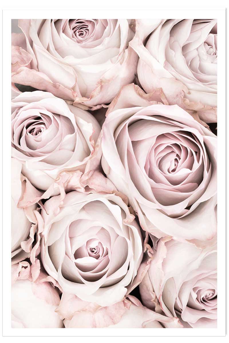 Affiche rosa alba, HEXOA