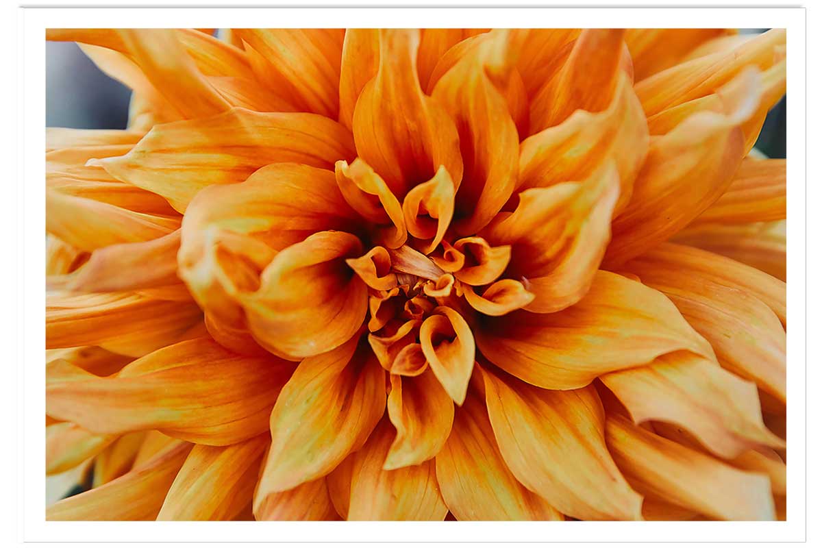 Affiche fleurs coeur de chrysanthème, HEXOA