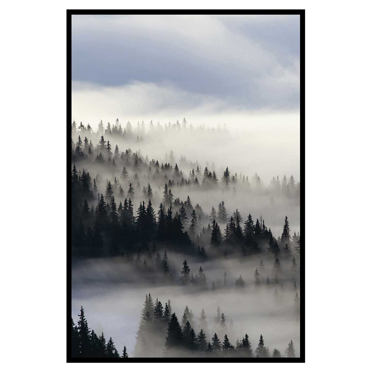 Affiche encadrée forêt de pins dans la brume, HEXOA