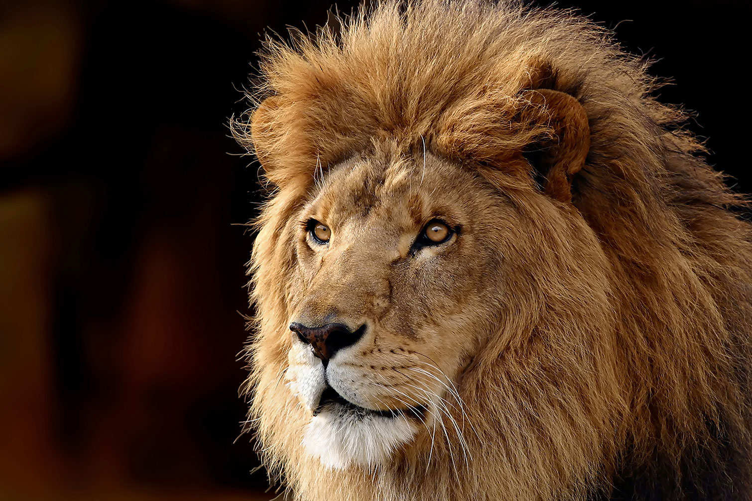 Tableau lion, HEXOA