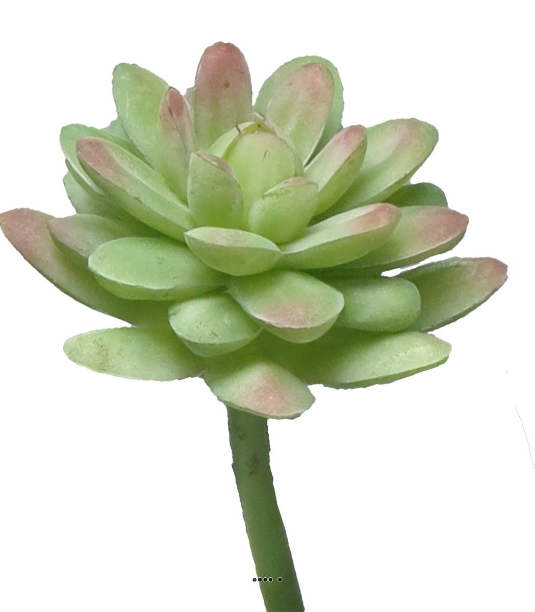 Echeveria elegans factice en piquet, H16c, ARTIFICIELLES