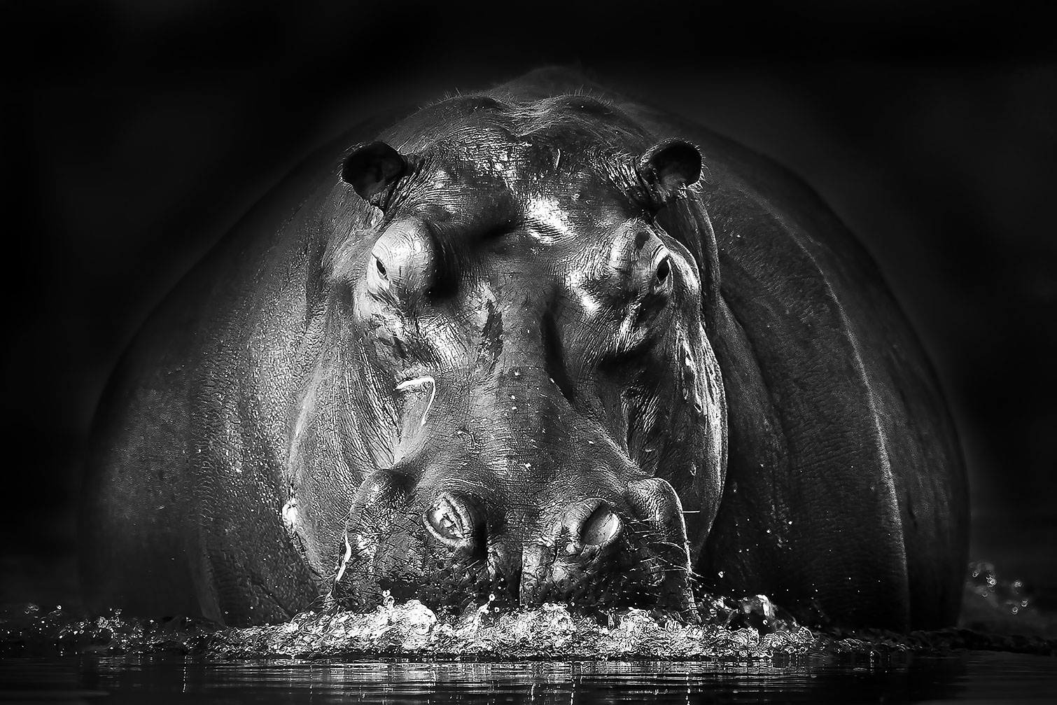 Tableau animaux portrait hippo, HEXOA