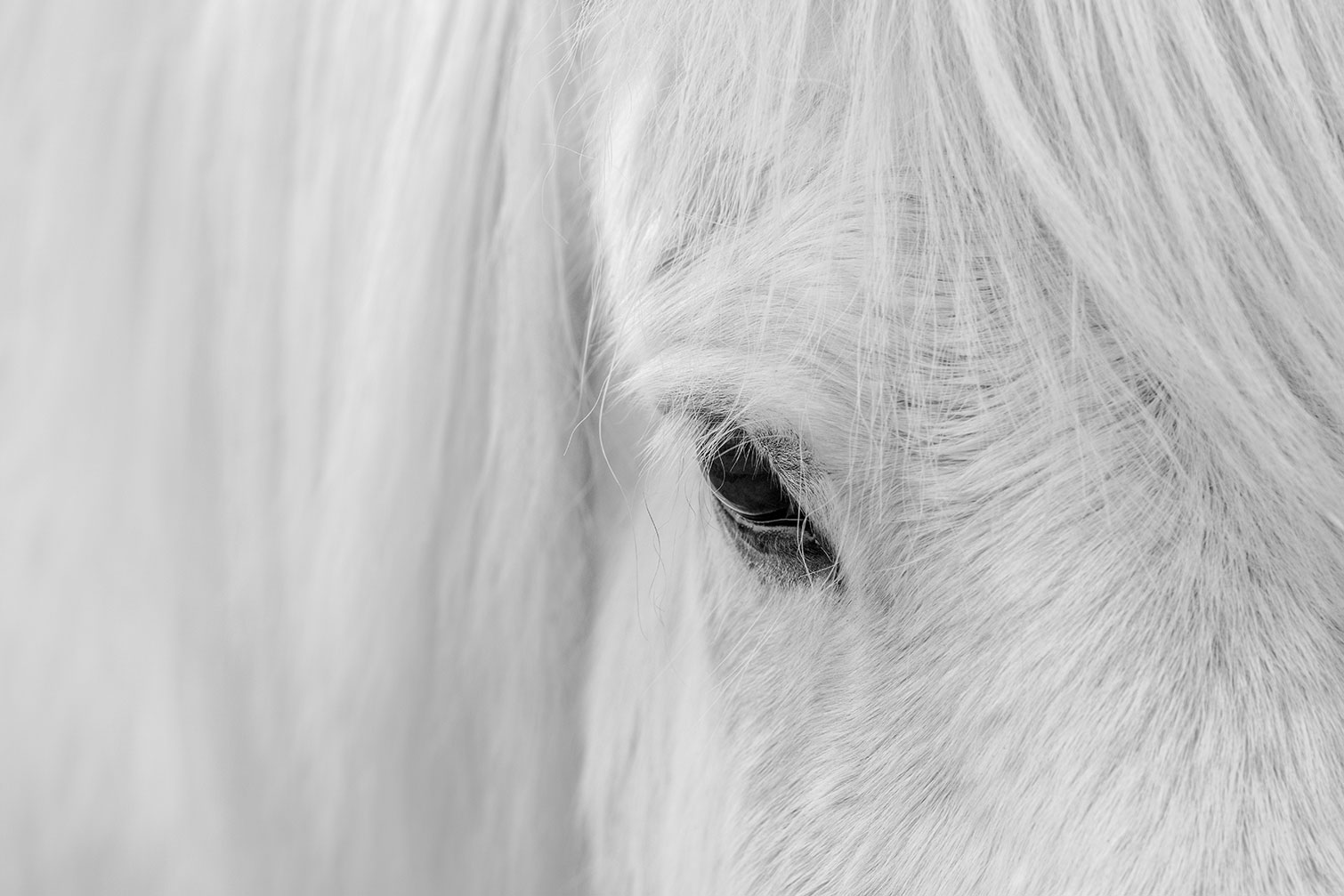 Tableau cheval blanc d' Islande, HEXOA