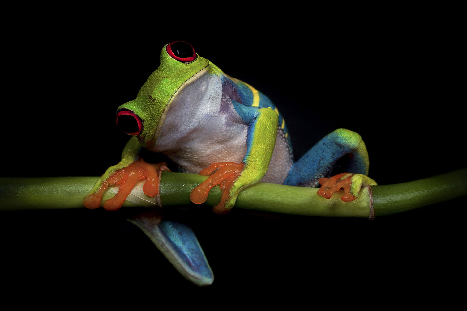 Tableau animaux Grenouille, HEXOA