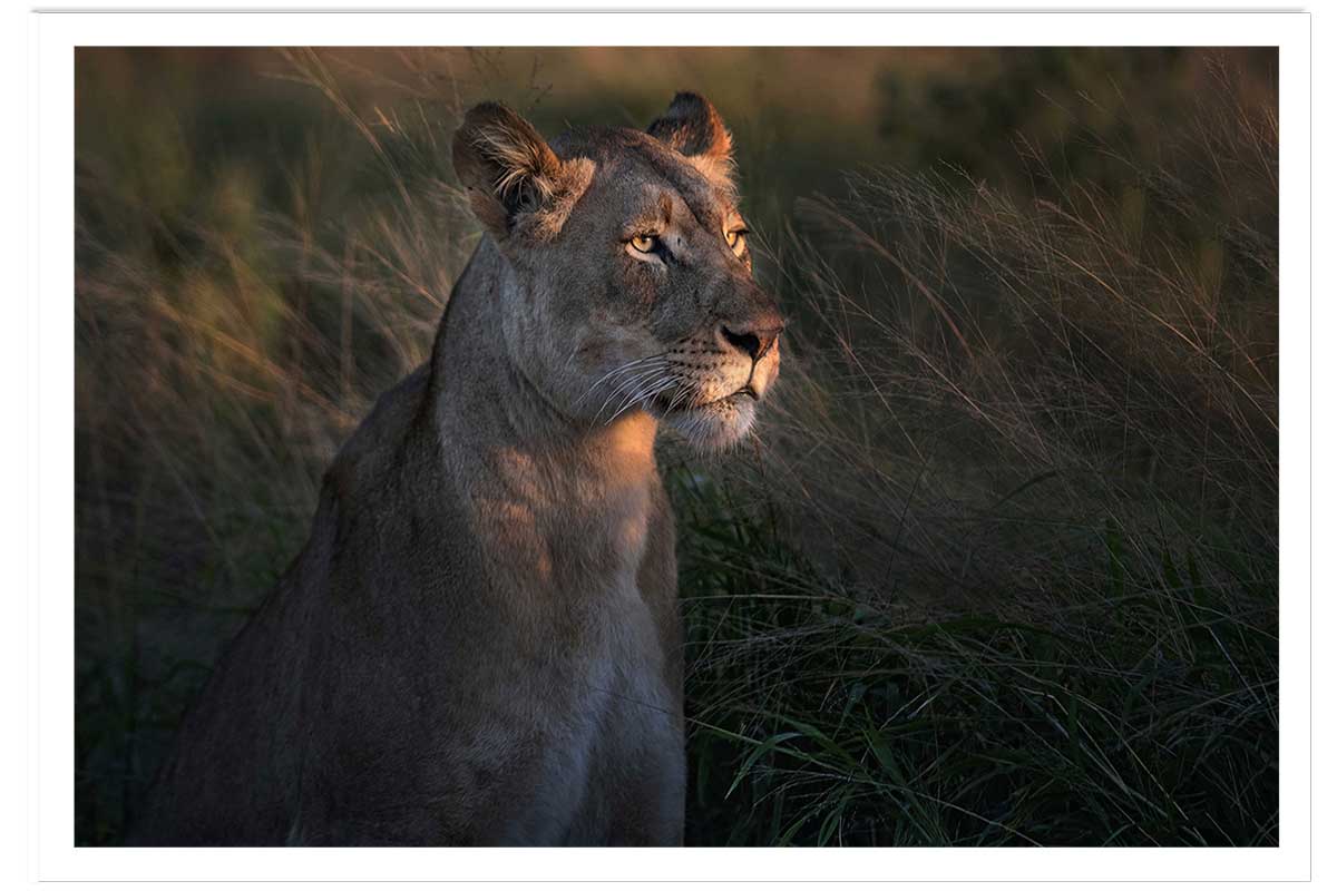 Affiche Lionne au crepuscule..., HEXOA