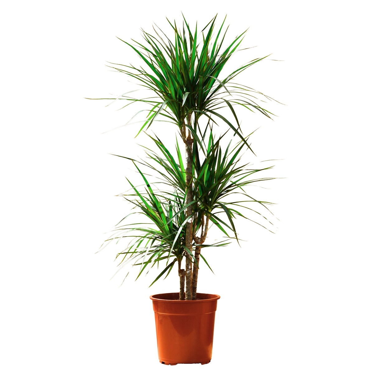 Dracaena Marginata, BIOMA, BIOMA PLANTS